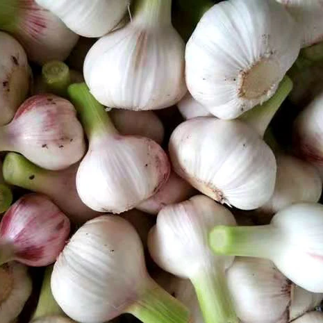 Zeleni svježe smrznuti snijeg čisti bijeli bijeli luk